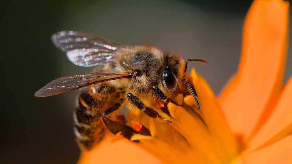 Close up of a honeybee on an orange flower 
