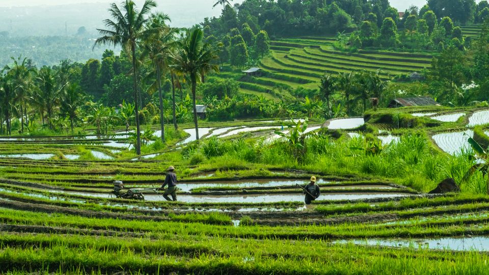 Severe Floods Threaten Global Rice Yields | Technology Networks
