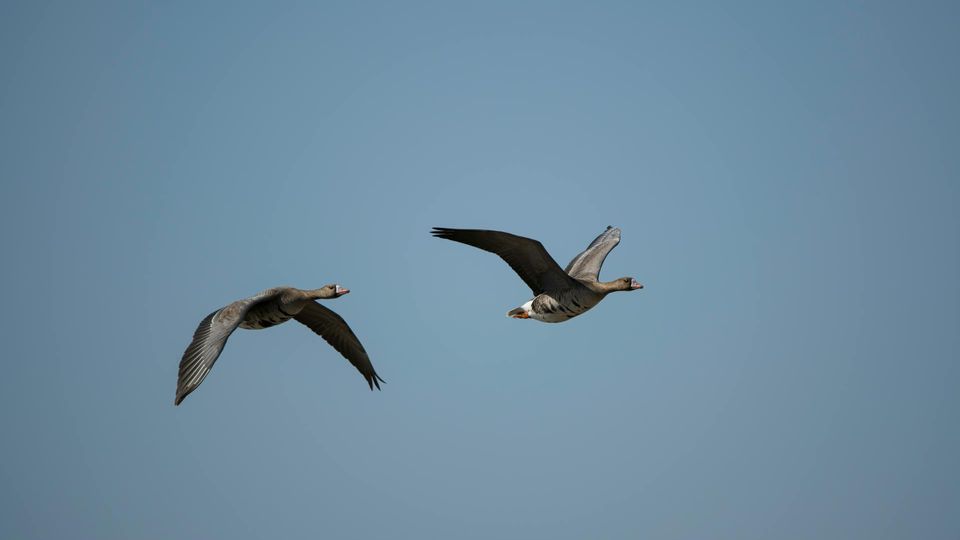 Pair of geese flying across an open sky, representing the role of migratory waterfowl in driving the spread of H5N1.
