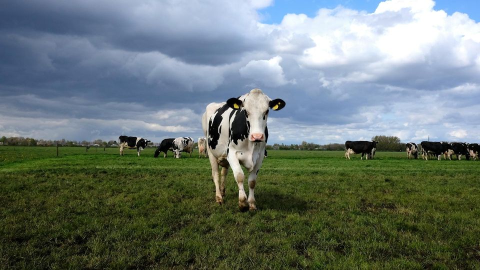 Grazing cows representing research on seaweed cattle feed that redirects hydrogen and lowers methane.