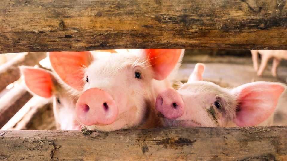 Pigs looking through a fence.