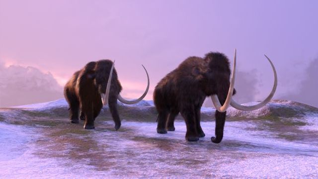 Two woolly mammoths walking through a snowy landscape at dawn. 