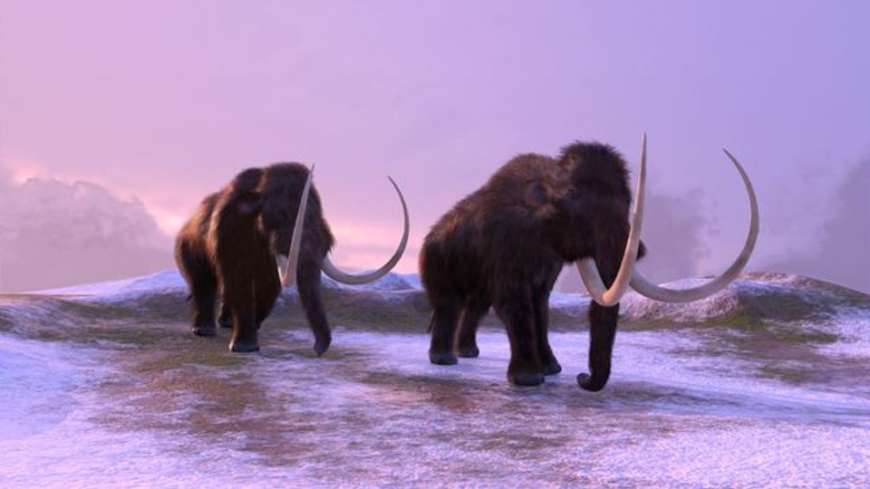 Two woolly mammoths walking through a snowy landscape at dawn.
