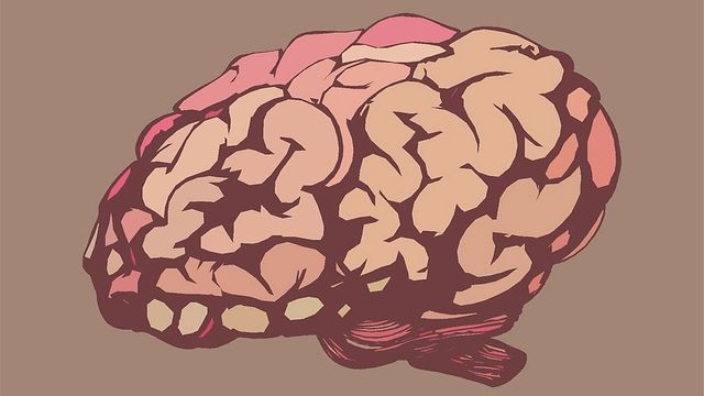 Illustration of human brain. 