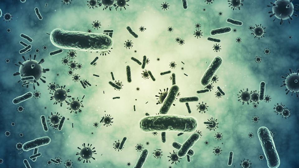 Rod-shaped and round bacteria spread across the image.