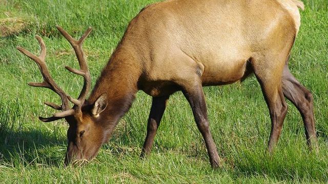 Oregon Elk May Be Less Vulnerable to CWD