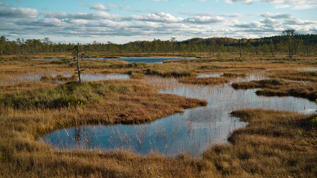 Ancient Peatlands Reveal 15,000-Year Climate Secret