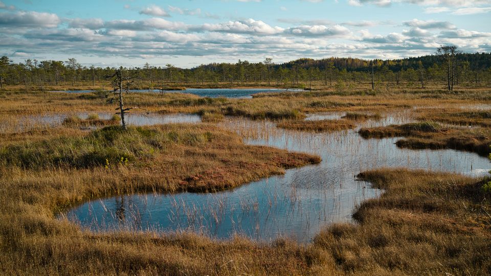 A wet peatland on a sunny day. Large puddles are accumulating over the surface of the peat grounds, with sparsely scattered trees in the background.