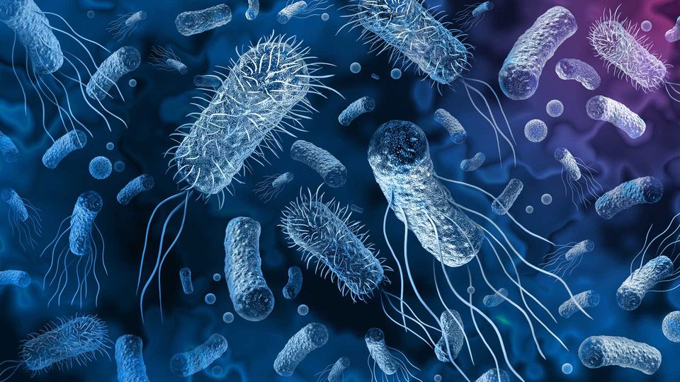 Illustration of bacteria.