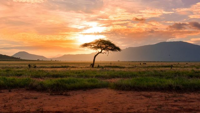 Donkey Poo Samples Reveal Widespread Microplastics Contamination in Kenya