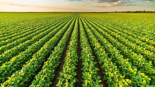 Agricultural field showcasing healthy crops for monitoring. 