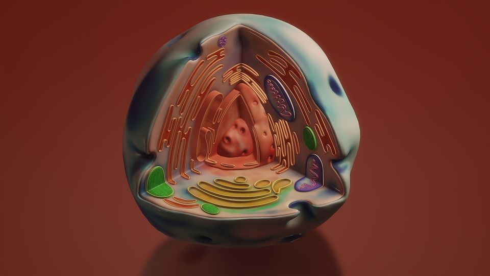 3D cell diagram showing mitochondria to illustrate newly discovered mtDNA damage from GSH-DNA adducts.