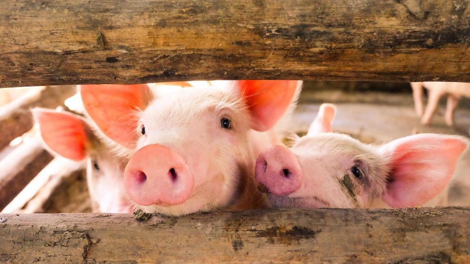Three curious pigs peeking through wooden slats, symbolizing their role in xenotransplantation research.