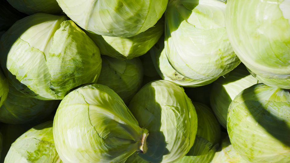 A pile of green cabbages in harsh sunlight.