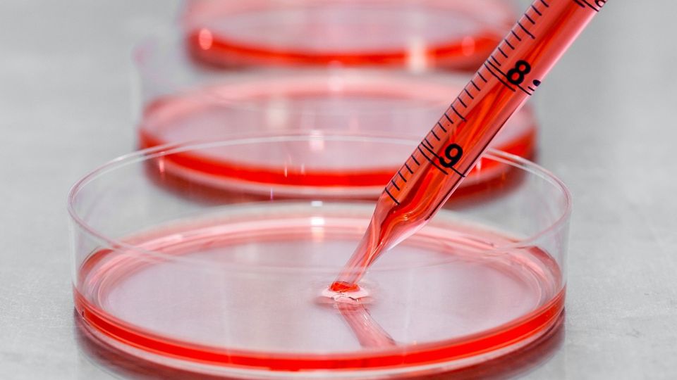Pipette dispensing medium into a culture dish to illustrate Detachin’s gentle, rapid release of delicate adherent cells.