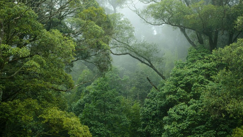 A rainforest canopy, shrouded in mist.