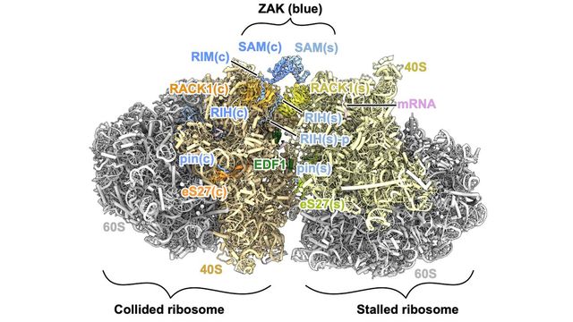3D structure of ZAK protein interacting with ribosomes. 