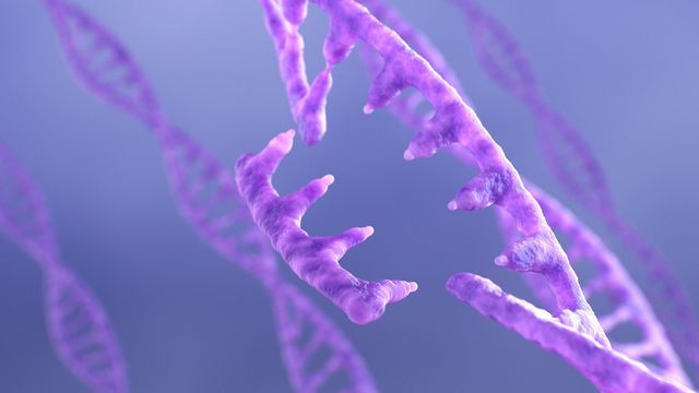 Close up of a purple DNA strand with one piece detached from the helix to signify gene editing. 