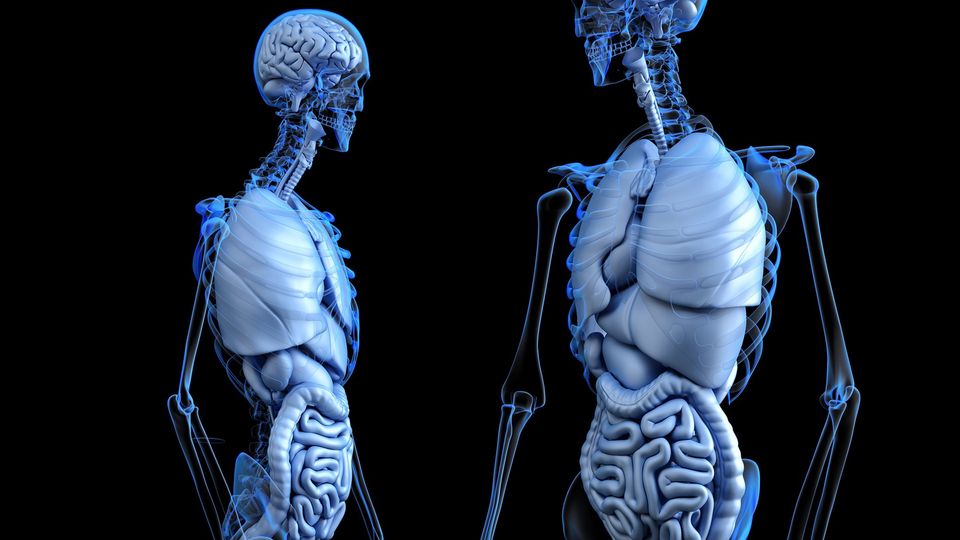 Digital illustration of human anatomy showing the gut and brain, representing the gut-brain axis.