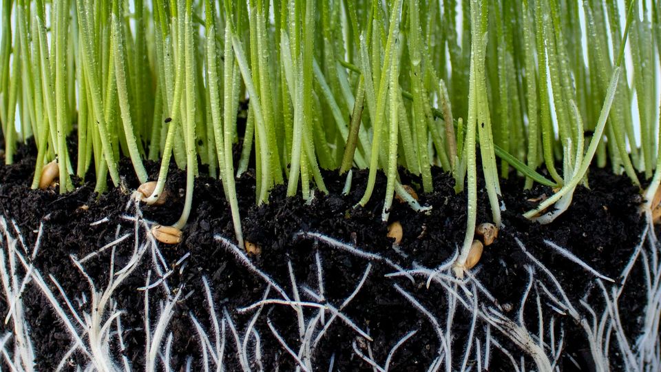 A close-up photograph of many small plant shoots in soil, with the soil block cutaway so that you can see the roots extending into the dirt.