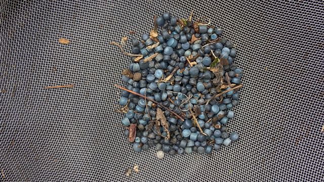 Microplastics May Carry Antimicrobial Resistant Bacteria Along Waterways