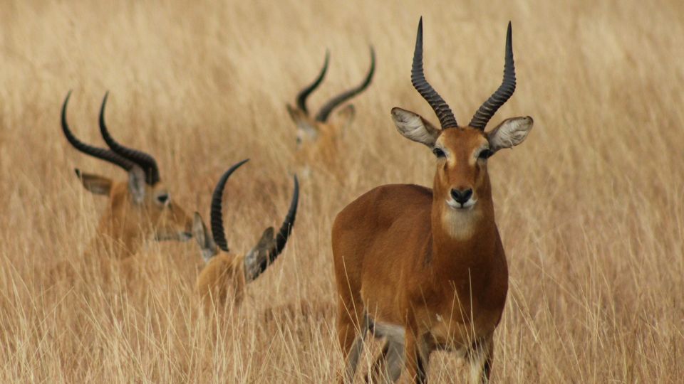 Group of antelopes standing in tall golden grass, illustrating wild mammals in their natural habitat.