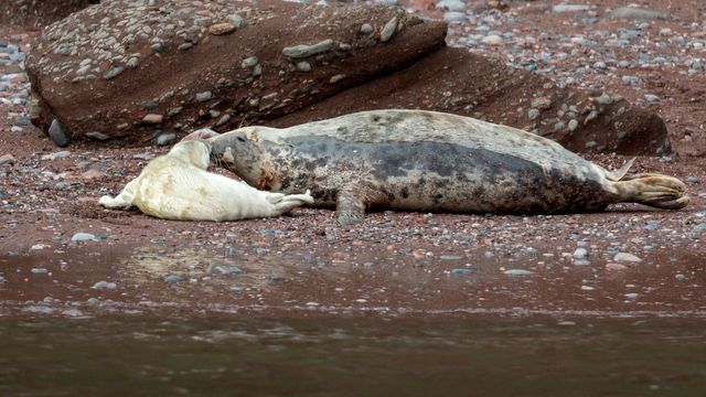 A 2 day old Atlantic grey seal pup lies on a rocky beach nose-to-nose with its mother. 