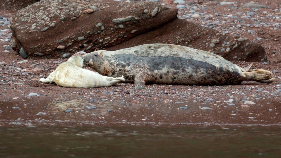 A 2 day old Atlantic grey seal pup lies on a rocky beach nose-to-nose with its mother.
