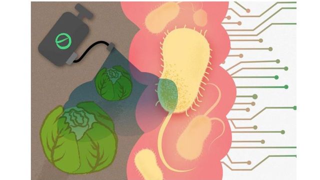 Industrial Chemicals and Pesticides Shown To Silence Key Gut Bacteria