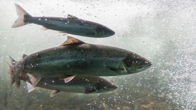 Three salmon swimming underwater in a river. 