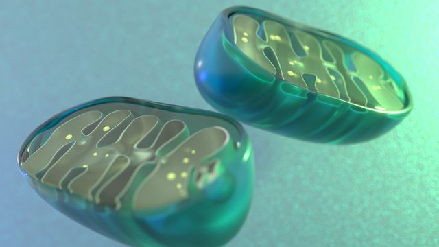 3D rendering of mitochondria showing internal structures and energy-producing components. 