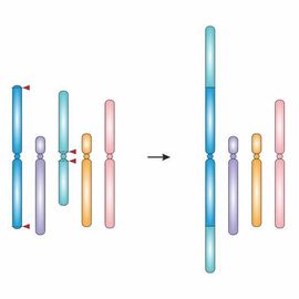 CRISPR Used To Change Plant Chromosome Number | Technology Networks