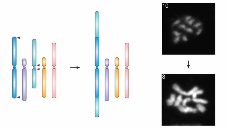 Diagram showing the fusion of plant chromosomes with before-and-after illustrations and microscope images.