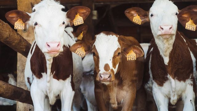 Microplastics Disrupt Gut Microbiome and Fermentation in Farm Animals
