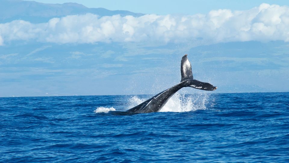 A whale's tail sticking up from the ocean waves.