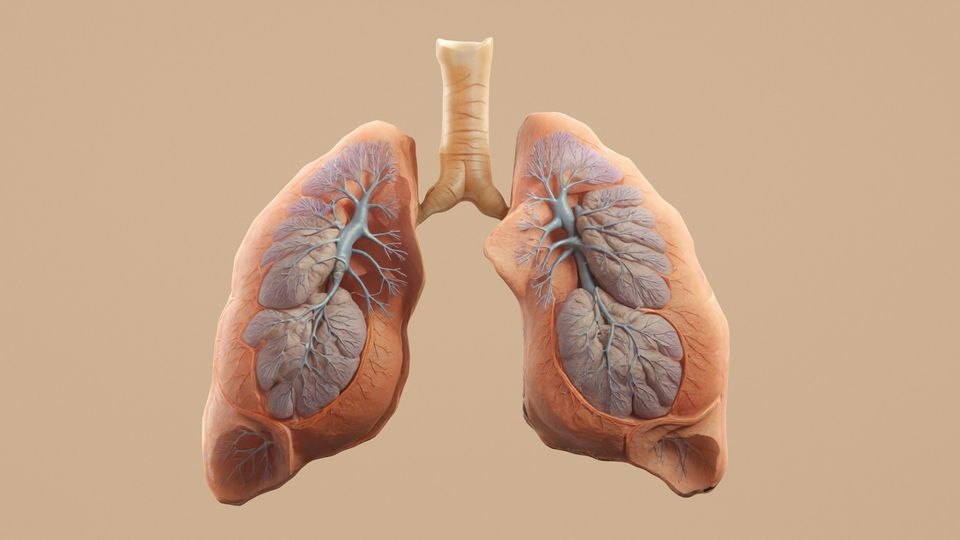 Lung illustration symbolizing mRNA-encoded peptibody treatment designed to reduce multidrug-resistant pneumonia and enhance immune response.