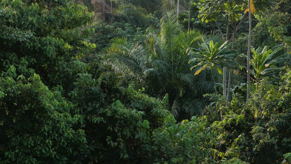 Lush green rainforest near Libreville, Gabon.