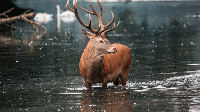 A red deer stag, standing in a shallow river. 