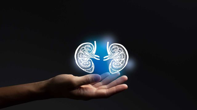 A hand is shown beneath a glowing digital illustration of two kidneys, symbolizing support or care. 