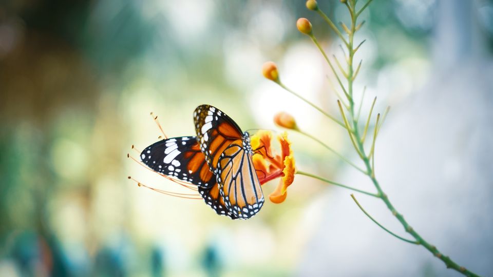 A vibrant monarch butterfly with orange, black, and white patterned wings is perched on a bright orange flower.