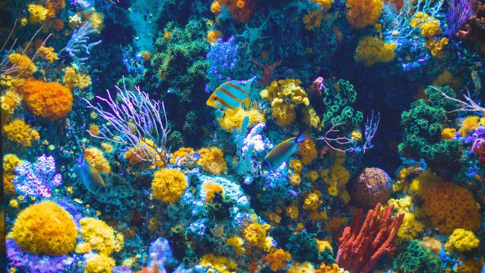 Tropical fish swimming in front of bright blue, green, yellow and purple corals.