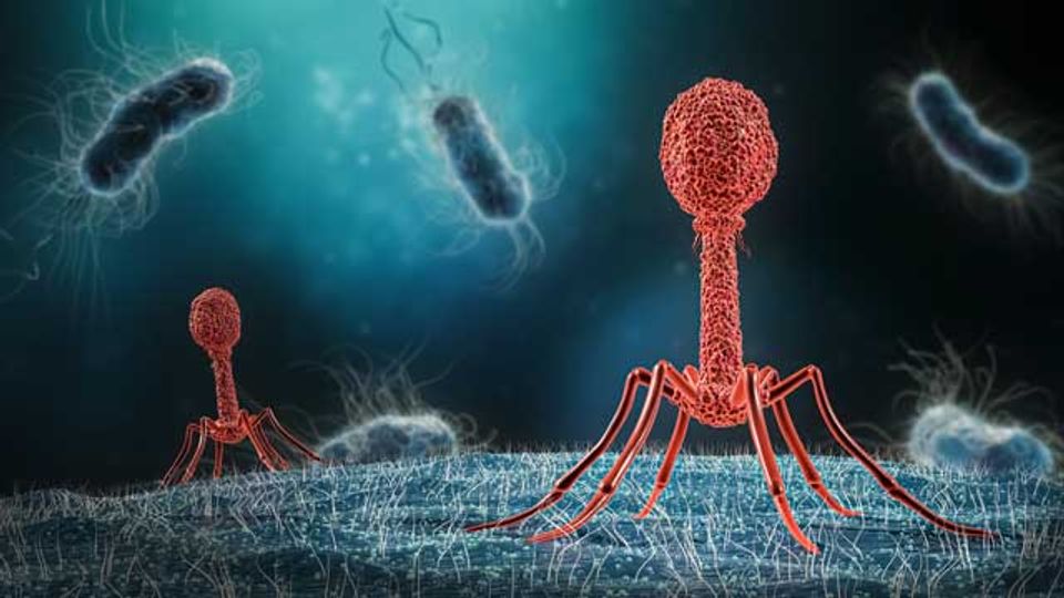 A digital illustration showing two bacteriophages in red, with other bacteria floating behind in blue.