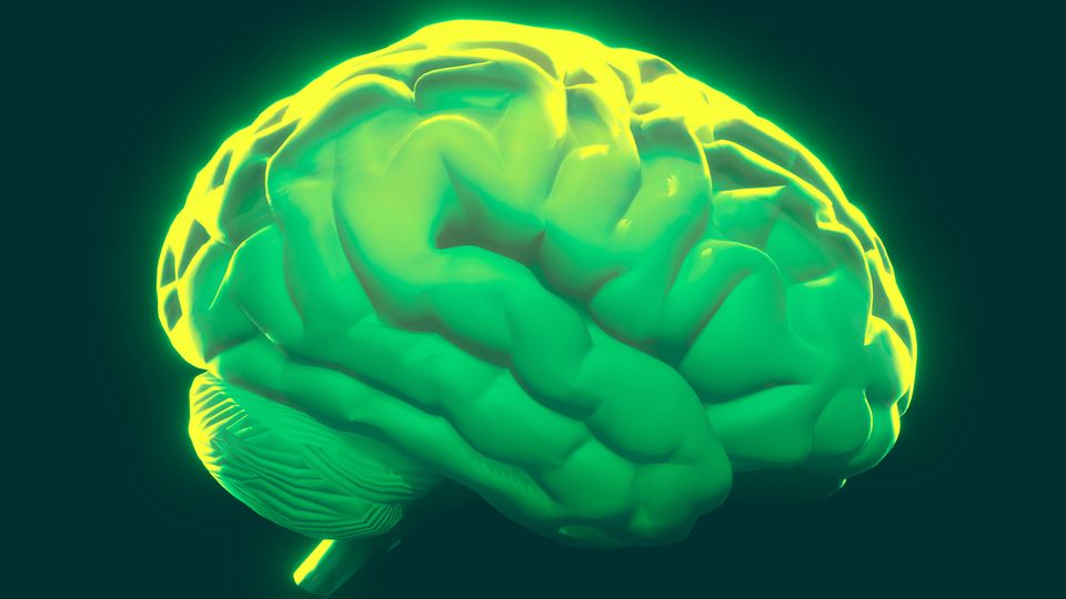 Model of the human brain illuminated by green light. 