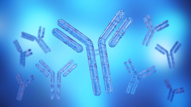 Illustration of Y shaped antibodies showing heavy and light chains. The antibodies are blue and are surrounded by a light blue background.  