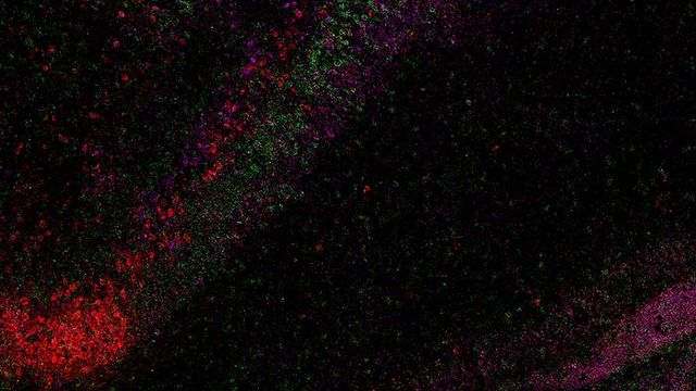 Multicolored labeling, with different colors representing different genes, reveals a hidden layered architecture in the CA1 of the hippocampus. 