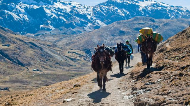 A scenic view of the Andes mountains shows a group of pack horses carrying supplies along a narrow trail. 