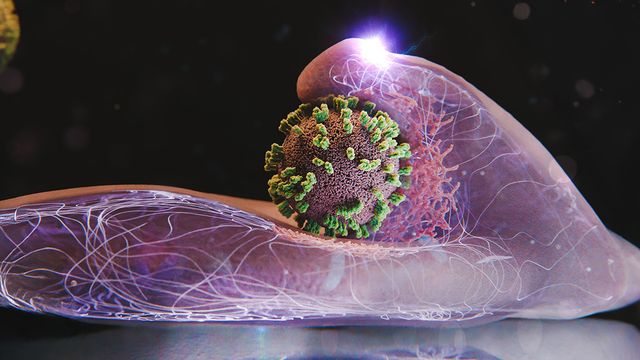 cell shown with a virus in the centre of the image 