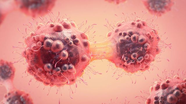 Two cancer cells pull apart as they grow and spread. 