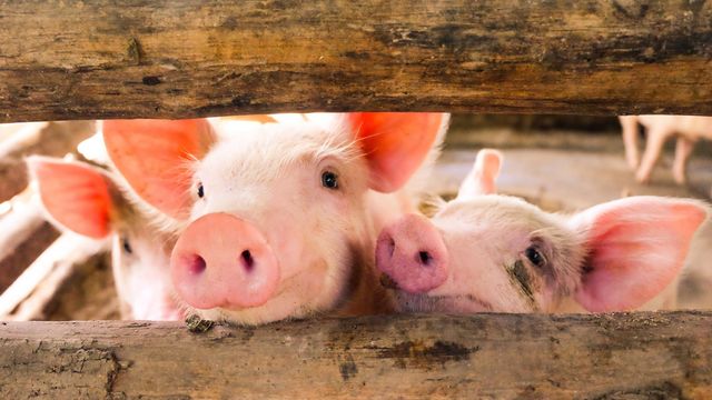 Three young pigs peeking through wooden slats inside a livestock pen. 