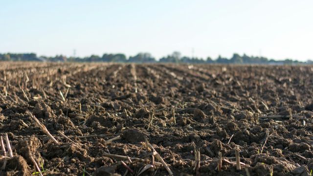 Close-up of freshly tilled soil in an empty field with short stubble remnants, highlighting the natural environment for studying soil microflora. 